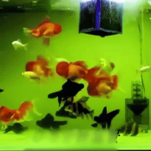 Aquaclean – Κύβος καθαρισμού νερού με ενεργό άνθρακα slider